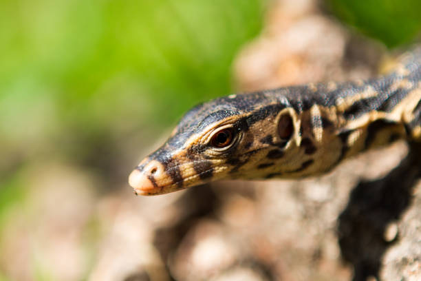 Little lizard sitting on the tree trunk. Close-up. Bright picture