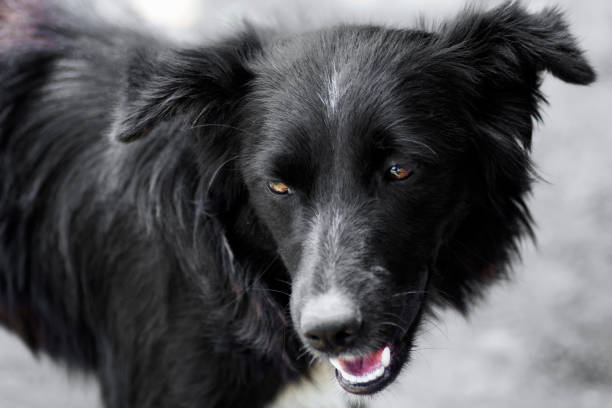 istock black dog portrait 820983108