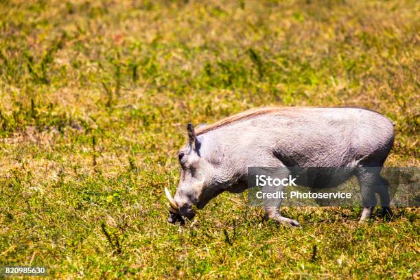 Pumba Stock Photo - Download Image Now - Acacia Tree, Africa, Animal - iStock Pumba Stock Photo - Download Image Now - Acacia Tree, Africa, Animal - iStock