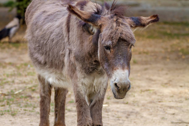 istock Picture of a sad pet ass 820985884