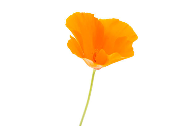 istock orange poppy flower 820986004
