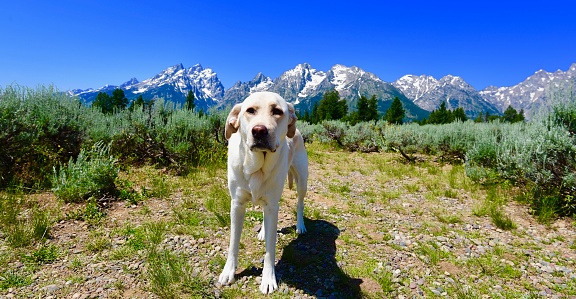 A dog exploring The Grand Tetons in Wyoming
