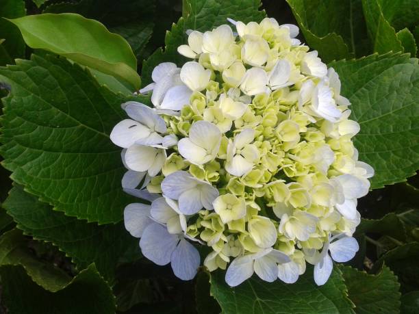 istock Purple hortence flower 821002888