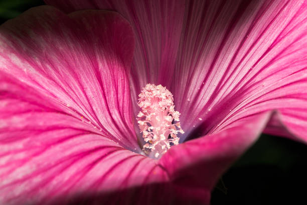 A blossoming bud with bright pink petals and a nucleus with white seeds. Macro flower.
