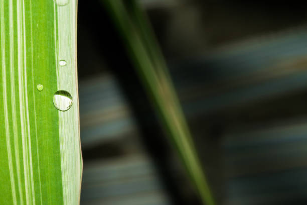 istock Grass with white strips and a flowing transparent drop of water. Macro 821008786
