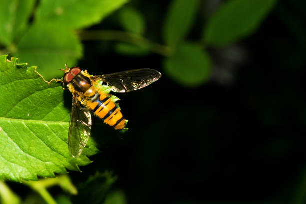 istock The fly is like a wasp, sitting on a green leaf. Macro 821008796