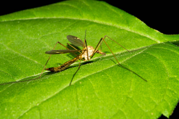 mosquito insect in the wild, North China