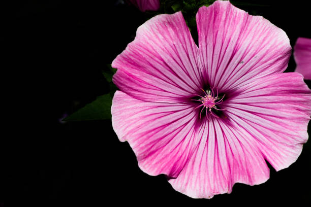 istock A blossoming bud with bright pink petals and a nucleus with white seeds. Macro flower. 821008950