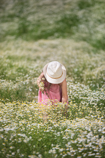 Little girl in a dress stands in a camomile field and collects flowers