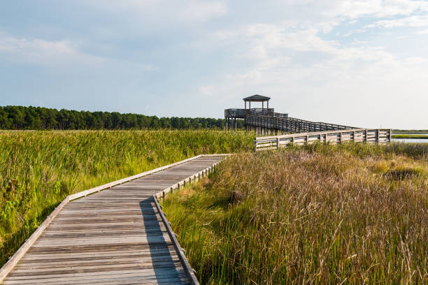 Boardwalk Through Marshland Leading to Bodie Island Lighthouse Observation Point Boardwalk through marshland leading to the observation point on the grounds of the Bodie Island lighthouse on the Outer Banks of North Carolina near Nags Head. bodie island stock pictures, royalty-free photos & images