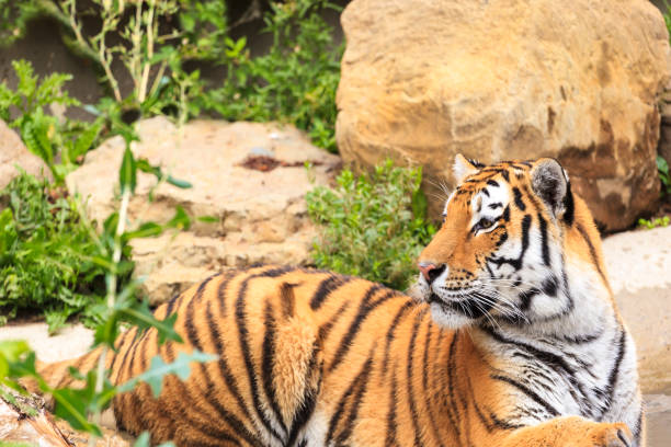 istock Tiger in the wild 821017696