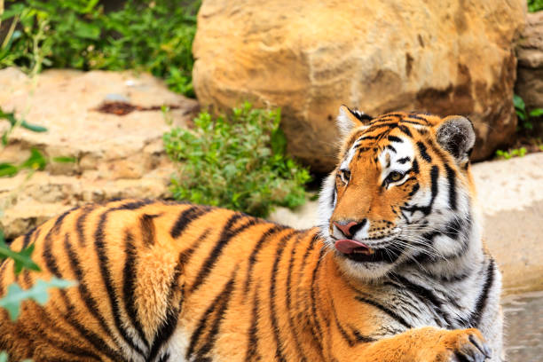istock Tiger in the wild 821017758