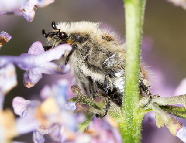 istock Beetle on a flower lilac. close 821018330