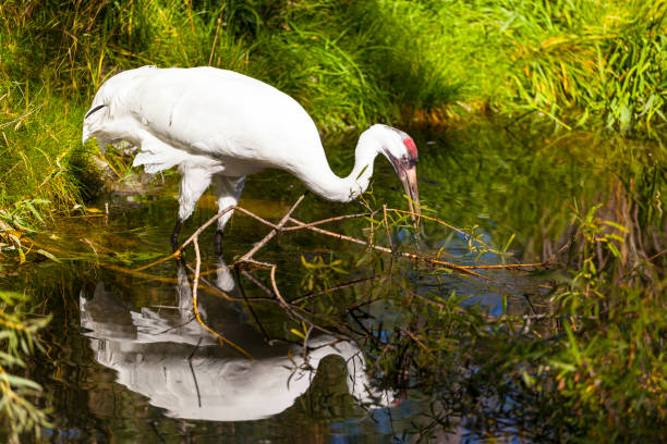 Whooping Crane Whooping Crane home is North American, the bird also is an endangered species. Around 2003, there were less than 200 pairs of whooping cranes left. whooping cranes pics stock pictures, royalty-free photos & images