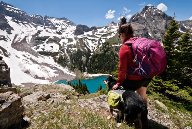 Young Woman Hiker and Dog Dallas Peak at 13,815' above sea level is a rock summit in the San Juan mountains of southern Colorado near the Continental Divide. The wide-open landscape is surrounded by many peaks approaching 14,000'. This photograph of a young woman hiker and her dog was taken from the high meadows above Blue Lake in the Mount Sneffels Wilderness near Ridgway, Colorado, USA. jeff goulden domestic animal stock pictures, royalty-free photos & images