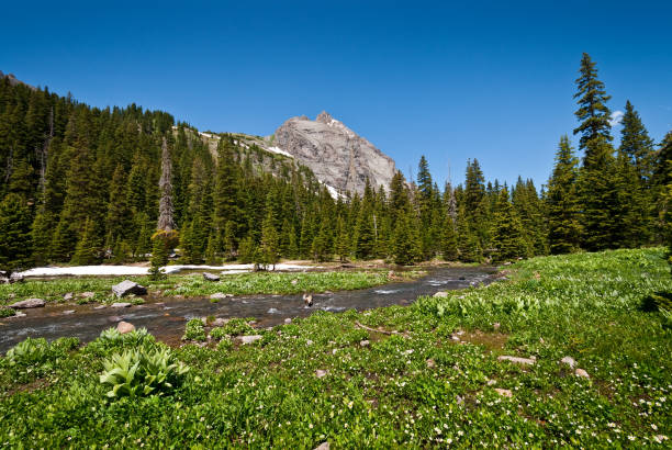 istock Dallas Peak and Dallas Creek 821025274