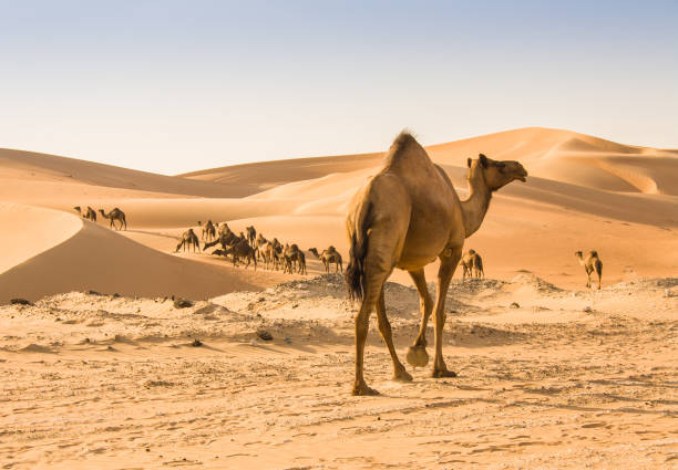 camello en el desierto de liwa - desert animals fotografías e imágenes de stock