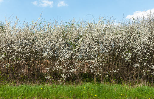 Hedge of flowering blackthorn, Prunus spinosa