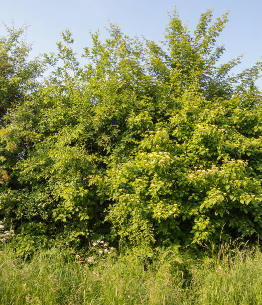 Common Dogwood Hedge with Common Dogwood, Cornus sanguinea cornus sanguinea stock pictures, royalty-free photos & images