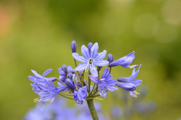 istock Infocus Purple Flower 821034920
