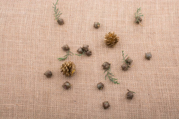istock Plant pods, capsules and pine cones on canvas 821037642