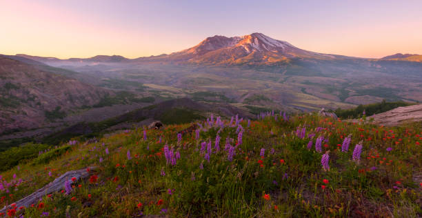 Mt St Helens at Sunrise Mt St Helens is beautiful when wild flowers are blooming. mount st helens stock pictures, royalty-free photos & images