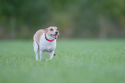 A cute jack russel terrier dog is playing outside in a field. He is running and looks very happy.