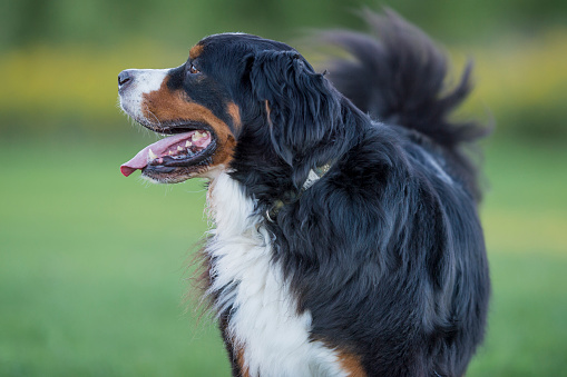 A cute Bernese mountain dog is playing outside in a field. He is standing and wagging his tail.