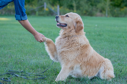 A cute golden retriever dog is outside in a field with his female owner. The owner is teaching the dog obedience. She is shaking the dog's paw.