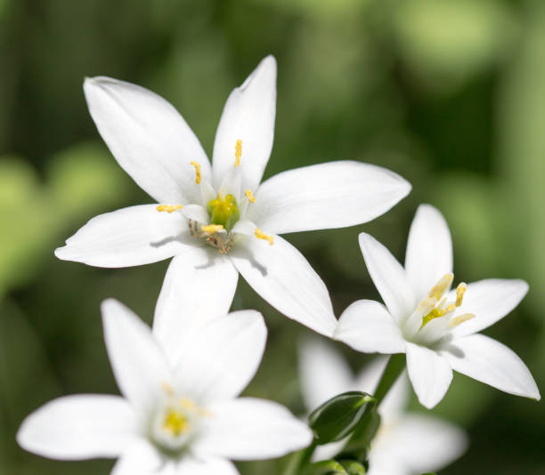 istock snowdrop flower in nature. close 821038210