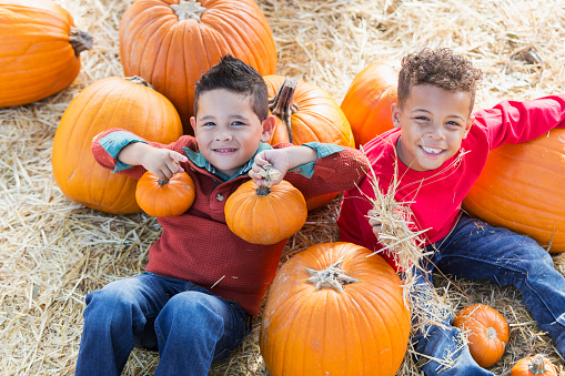 Two multi-ethnic 5 year old boys playing together in a pumpkin patch. They are looking up at the camera, smiling.