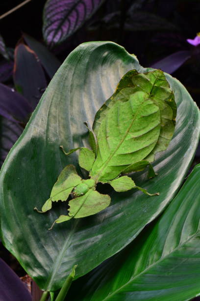 Giant leaf insect aka Phyllium giganteum