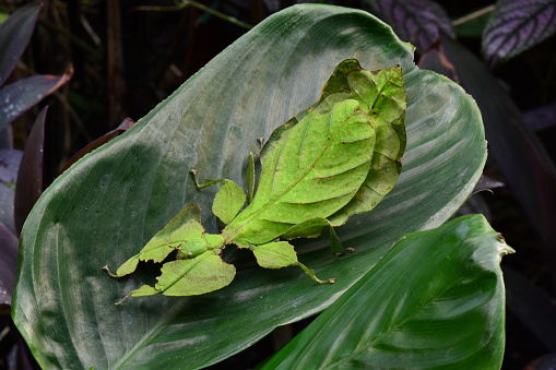 A giant leaf insect sits on a plant in the gardens