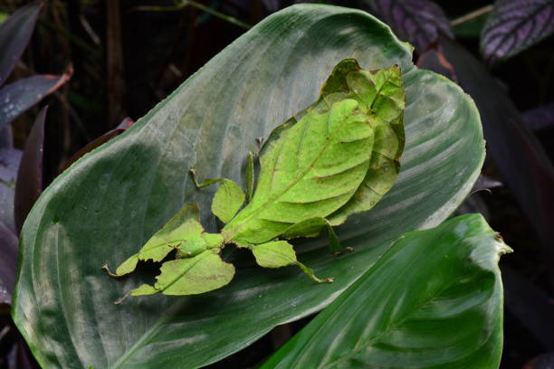 inseto gigante de folha aka phyllium giganteum - bicho pau - fotografias e filmes do acervo