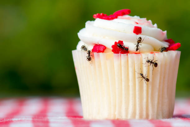 Ants On A Cupcake Closeup side view of ants on a cupcake. There are several ants. Cupcake is on a checkered table cloth. ant stock pictures, royalty-free photos & images