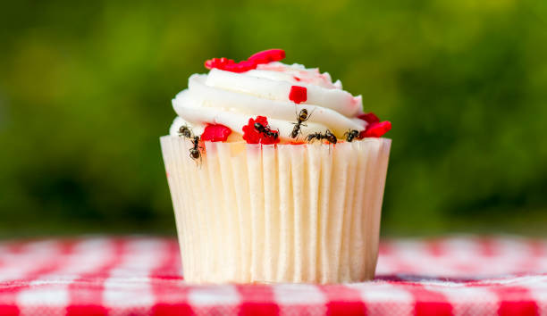 Ants On A Cupcake Closeup side view of ants on a cupcake. There are several ants. Cupcake is on a checkered table cloth. edible ants stock pictures, royalty-free photos & images
