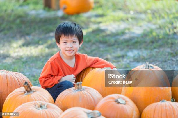 Kleiner Junge Im Kürbisfeld Stockfoto und mehr Bilder von Kürbisfeld - Kürbisfeld, 4-5 Jahre, Agrarbetrieb