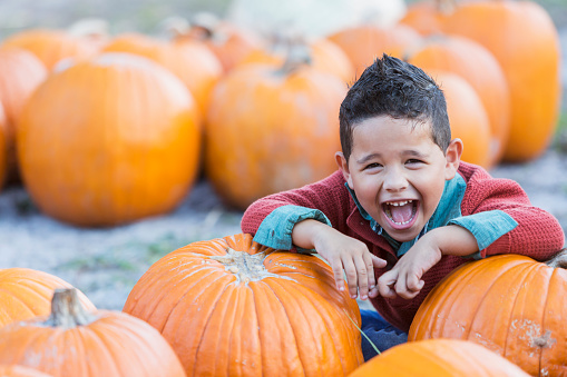 Pumpkins for sale in front of a corn field.