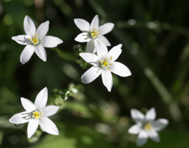 istock snowdrop flower in nature. close 821038608