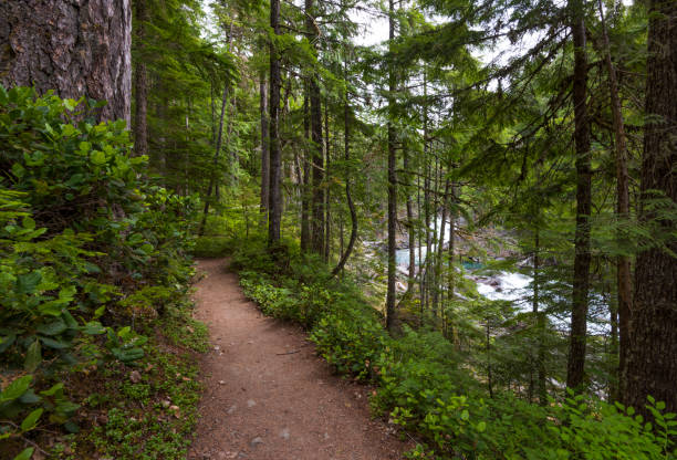istock Silver Falls Trail in Mt Rainier NP 821043330