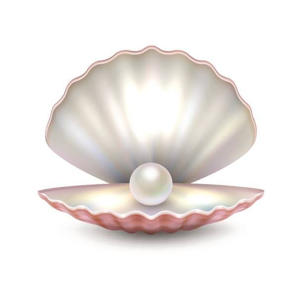 istock Realistic vector beautiful natural open sea pearl shell closeup isolated on white background. Design template, clipart, icon or mockup in EPS10 821045966