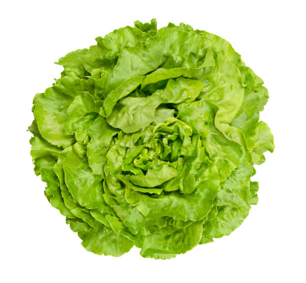 butterhead lettuce from above over white - bibb lettuce imagens e fotografias de stock