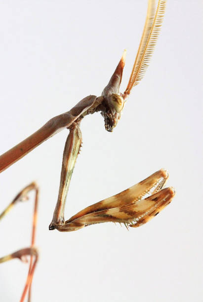 istock A portrait of a Mantid. 821060060