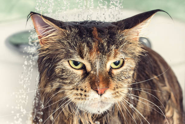 Wet cat in the bath Funny cat Maine Coon. Wet cat in the bath. cat water stock pictures, royalty-free photos & images