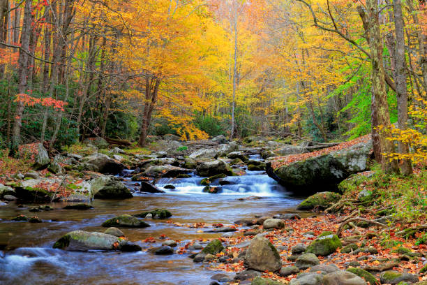 Little River, Great Smoky Mountains National Park, Tennessee Little River, Great Smoky Mountains National Park, Tennessee great smoky mountains national park photos stock pictures, royalty-free photos & images