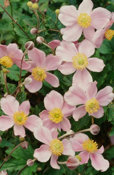 Japanese anemone (Anemone × hybrida 'Margarete') This beautiful, medium pink, semi-double-flowered anemone has exceptionally large blooms from mid- to late-September through October on stems 28 to 32 inches tall. japanese anemone windflower flower anemone flower stock pictures, royalty-free photos & images