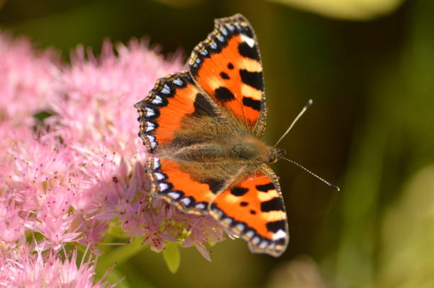 istock Beautiful Butterfly Close up 821080264