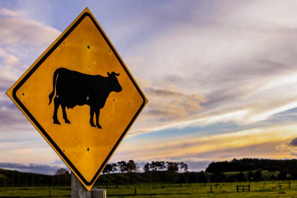 istock Road sign warning of Cows crossing 821081128