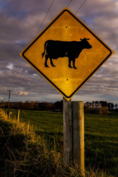 istock Road sign warning of Cows crossing 821081142
