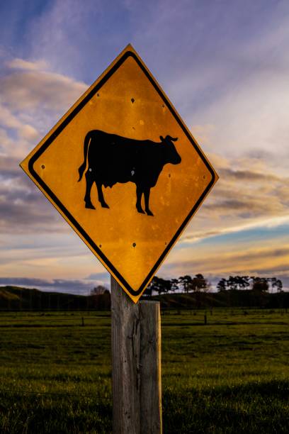 istock Road sign warning of Cows crossing 821081168